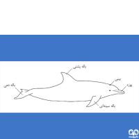 راسته نهنگ‌ها (آب بازان)